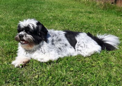 Dora (in memoriam 29-03-2021)